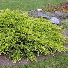[6646] JUNIPERUS MEDIA PFITZ. COMPACTA (Persistant, 50/100)