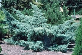 [6648] JUNIPERUS MEDIA PFITZ. GLAUCA (Persistant, 100/150)