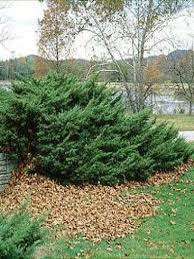 JUNIPERUS MEDIA PFITZERIANA