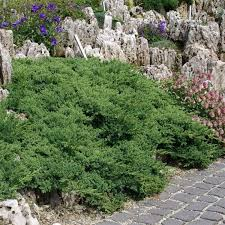 [6656] JUNIPERUS PROCUMBENS NANA (Persistant, 20/50)