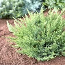 JUNIPERUS SAB. TAMARICIFOLIA - QUART TIGE
