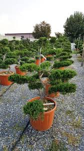 JUNIPERUS SAB. TAMARICIFOLIA - DEMI TIGE