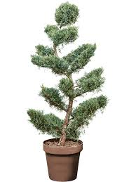 JUNIPERUS VIRG. GREY OWL - BONSAI