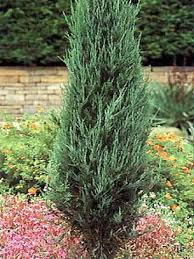 [6689] JUNIPERUS VIRG. SKYROCKET (Persistant, 3 à 5 m)