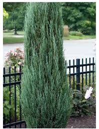 [6692] JUNIPERUS VIRGINIANA BLUE ARROW (Persistant, 3 à 5 m)