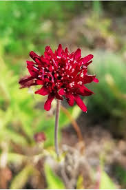 [6752] KNAUTIA MACEDONICA (Caduc, 50/100)