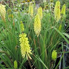 [6757] KNIPHOFIA HYBRIDE