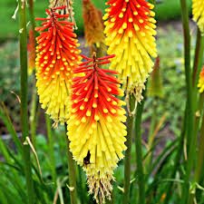 KNIPHOFIA UVARIA