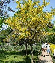 [6803] LABURNUM ANAGYROIDES - TIGE (Caduc, 5 à 10 m)