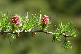 [6921] LARIX DECIDUA (Caduc, +20 m)