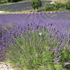 LAVANDULA OFFICINALIS (LAVANDE OFFICINALE) GDT