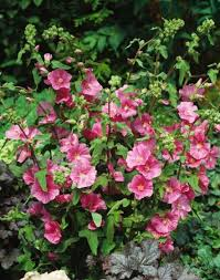 [6952] LAVATERA BREDON SPRINGS (Caduc, 150/200)