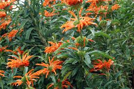 [6961] LEONOTIS LEONURUS (Persistant, 150/200)
