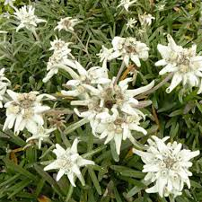 LEONTOPODIUM ALPINUM BLANC