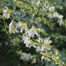 LESPEDEZA THUNBERGII ALBA