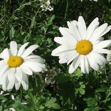 [6993] LEUCANTHEMUM MAXIMUM