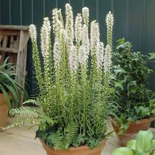 LIATRIS SPICATA