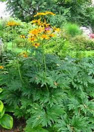LIGULARIA JAPONICA