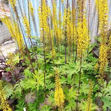 LIGULARIA PRZEWALSKII ÉPIS JAUNE