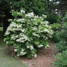 LIGUSTRUM JAPONICUM TEXANUM