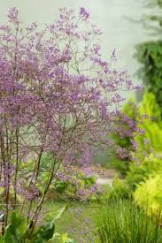 LIMONIUM LATIFOLIUM