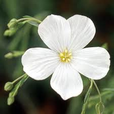 [7234] LINUM PERENNE (Caduc, 20/50)