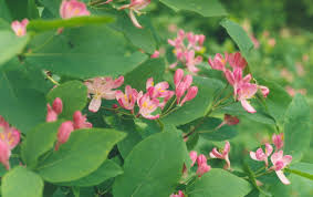 LONICERA TARTARICA