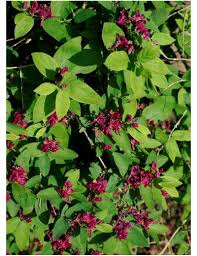 [7432] LONICERA TARTARICA HACK'S RED (Caduc, 3 à 5 m)