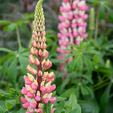 LUPINUS DERUSSEL