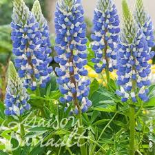 LUPINUS NANUS