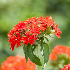 [7486] LYCHNIS CHALCEDONICA ROUGE VIF (Caduc, 100/150)