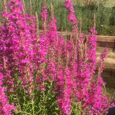 LYTHRUM SALICARIA ROSE-POURPRÉ