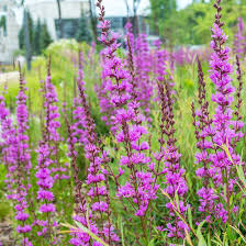 [7501] LYTHRUM VIRGATUM DROPMOREPURPLE (Caduc, 100/150)