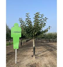 [7792] MALUS ANNURCA - DEMI TIGE (Caduc, 3 à 5 m)