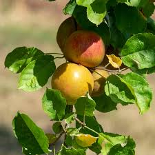 [7805] MALUS DOMESTICA (POMMIER) - COLONNAIRE (Caduc, 3 à 5 m)