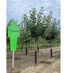 MALUS DOMESTICA (POMMIER) - DEMI TIGE