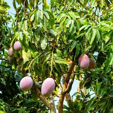 MANGIFERA INDICA - QUART TIGE