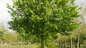 MESPILUS GERMANICA DEMI TIGE 6-8