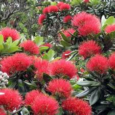 METROSIDEROS EXCELSA (M. TOMENTOSA) - TIGE