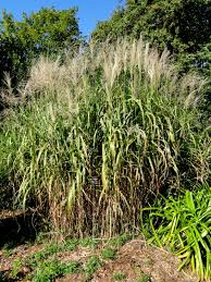 MISCANTHUS FLORIDULUS