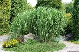 MISCANTHUS GIGANTEUS
