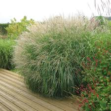 [7970] MISCANTHUS SINENSIS