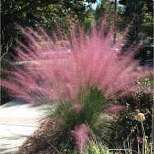 MUHLENBERGIA CAPILLARIS