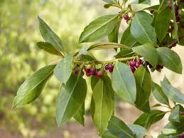 [8113] MYOPORUM LAETUM (Persistant, 3 à 5 m)