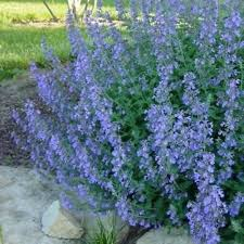 NEPETA MUSSINII