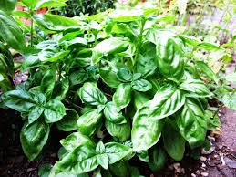 OCIMUM BASILICUM