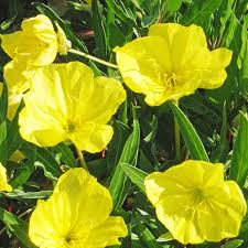 OENOTHERA MISSOURIENSIS  (JAUNE)