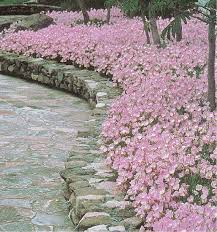OENOTHERA SYSKYOU  (ROSE)