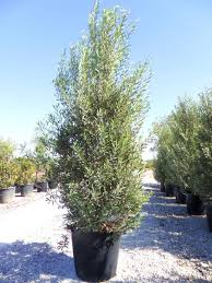 OLEA FRANGIVENTO (CIPRESSINO) - DEMI TIGE