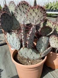 [8444] OPUNTIA VIOLACEA (Persistant, 100/150)